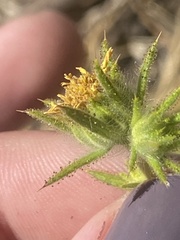 Centromadia fitchii