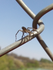 Asthenoctenus borellii