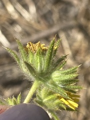 Centromadia fitchii