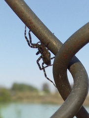 Asthenoctenus borellii