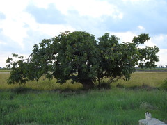 Ficus carica