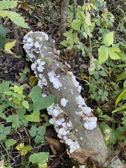 Trametes conchifer