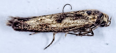 Scythris limbella