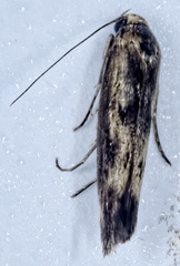 Scythris limbella