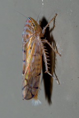 Osbornellus clarus