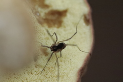 Oligolophinae