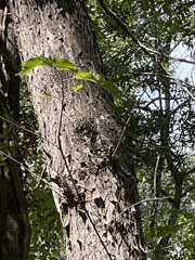 Carya aquatica