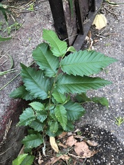 Ulmus