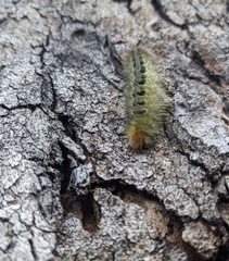 Trichiocercus sparshalli