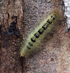 Trichiocercus sparshalli