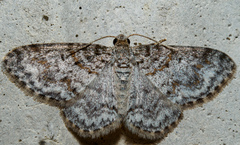Hydrelia inornata