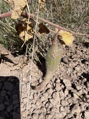 Proboscidea louisianica