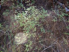 Symphoricarpos rotundifolius parishii