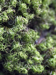 Dicranum montanum