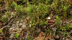 Euphrasia transmorrisonensis