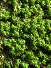 Dicranum montanum