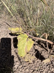 Proboscidea louisianica