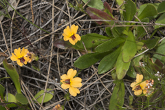 Goodenia trinervis