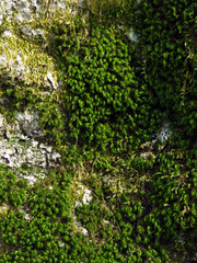 Dicranum montanum