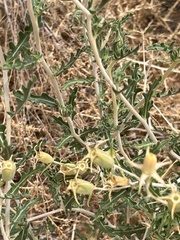 Mentzelia laevicaulis