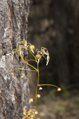 Drosera macrantha