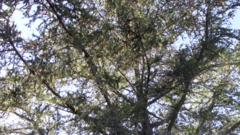 Pinus banksiana