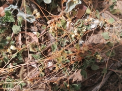 Cuscuta pacifica