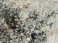 Psorothamnus emoryi emoryi