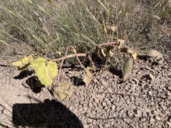 Proboscidea louisianica