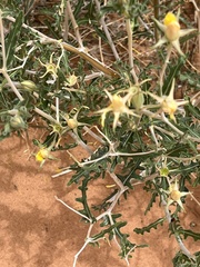 Mentzelia laevicaulis