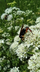 Macrophya diversipes