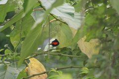 Ramphocelus passerinii