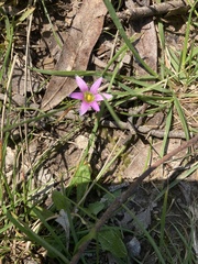 Romulea rosea