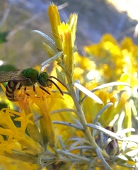 Agapostemon