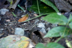 Basiliscus basiliscus