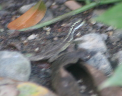 Basiliscus basiliscus