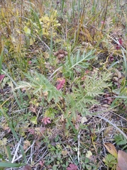 Tanacetum vulgare boreale