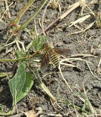 Poecilanthrax lucifer