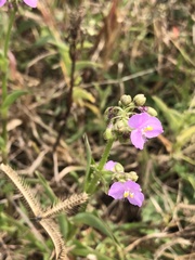 Callisia navicularis