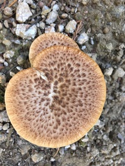 Polyporus
