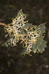 Hakea prostrata