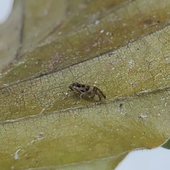 Graphopsocus