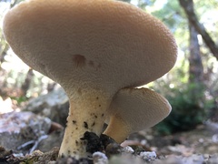 Polyporus