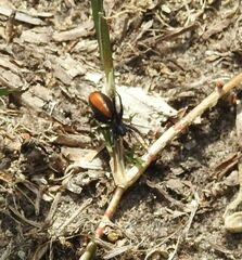 Castianeira descripta