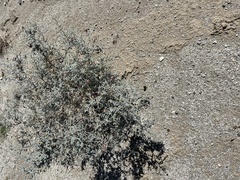 Psorothamnus emoryi emoryi