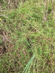 Dichanthelium microcarpon