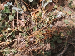 Cuscuta pacifica