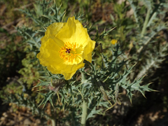 Argemone subfusiformis