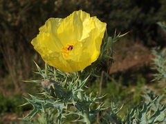 Argemone subfusiformis