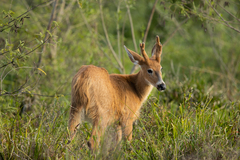 Blastocerus dichotomus